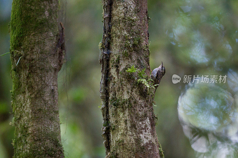 爬树鸟:成年的休谟爬树鸟(Certhia manpurensis)。